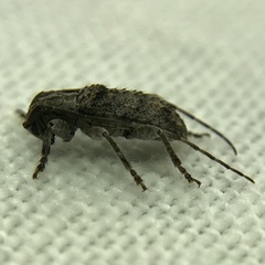 Ecyrus