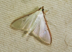 Diaphania costata