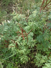 Desmanthus leptolobus