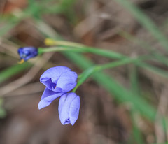 Nemastylis geminiflora