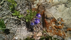 Scutellaria brittonii