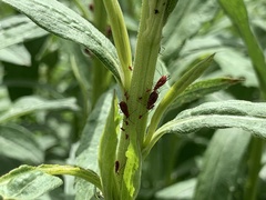 Uroleucon nigrotuberculatum