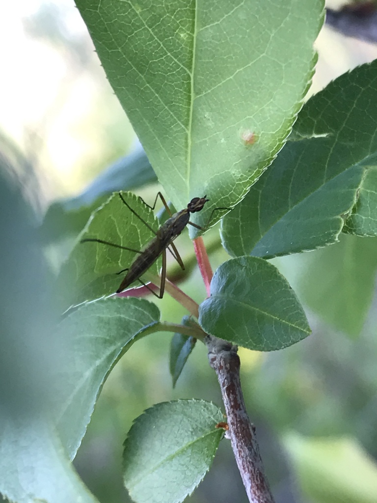 Micropeza lineata