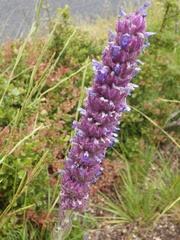 Nepeta tuberosa