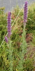 Nepeta tuberosa