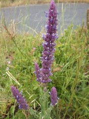 Nepeta tuberosa