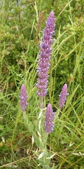 Nepeta tuberosa