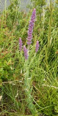 Nepeta tuberosa