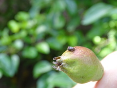 Anthonomus quadrigibbus