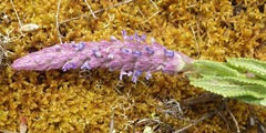Nepeta tuberosa
