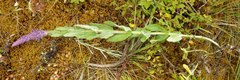 Nepeta tuberosa