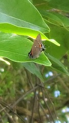 Electrostrymon angelia
