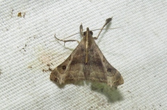 Palthis asopialis
