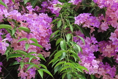 Bignonia binata
