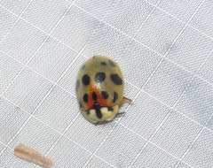 Ogdoecosta catenulata