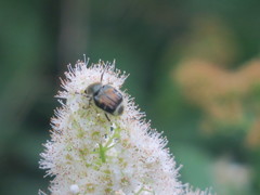 Trichiotinus affinis