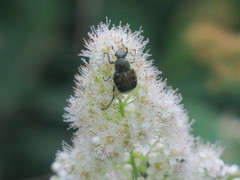 Trichiotinus affinis
