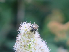 Trichiotinus affinis