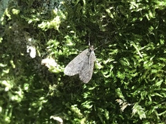 Scoparia penumbralis