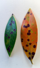 Blastacervulus metrosideri