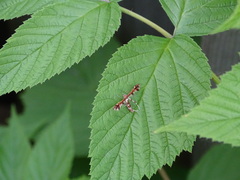 Geina tenuidactylus