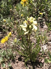 Pedicularis parryi
