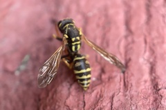 Polistes dominula