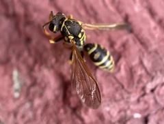 Polistes dominula