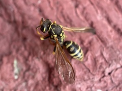 Polistes dominula