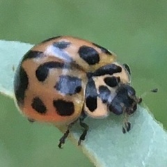 Neoharmonia venusta
