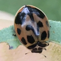Neoharmonia venusta