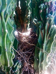 Toxostoma curvirostre