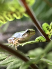 Hyla japonica