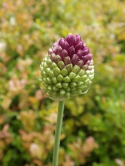 Allium sphaerocephalon