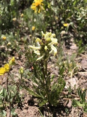 Pedicularis parryi