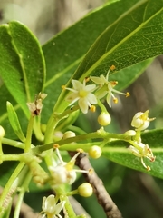 Zanthoxylum schreberi