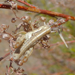 Melanoplus bowditchi