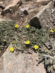 Potentilla concinna