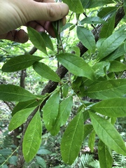 Ilex laevigata