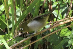 Zosterops xanthochroa