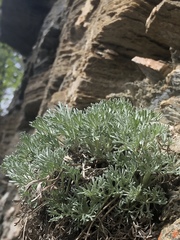 Artemisia alaskana