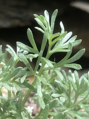 Artemisia alaskana