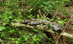 Nerodia sipedon pleuralis