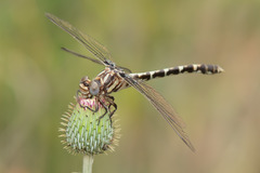 Progomphus obscurus
