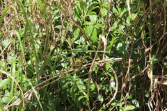 Zosterops xanthochroa