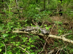 Nerodia sipedon pleuralis