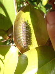 Cupha prosope