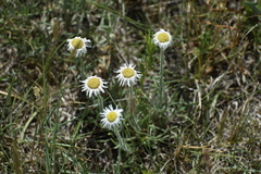 Erigeron bellidiastrum