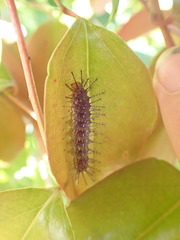 Cupha prosope
