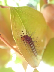 Cupha prosope